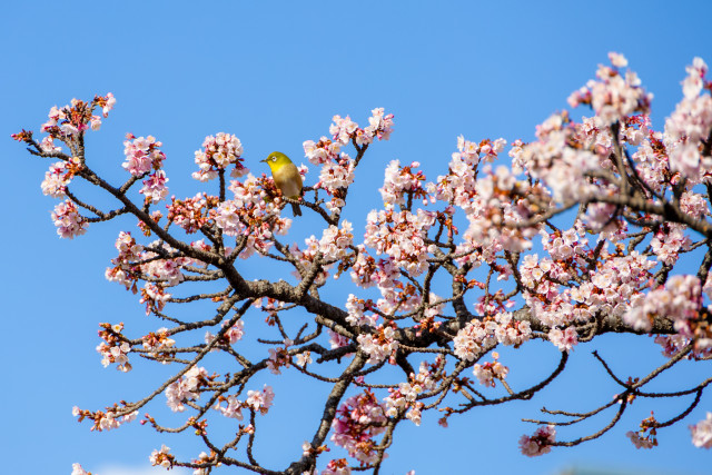 2025年　あたみ桜アルバム